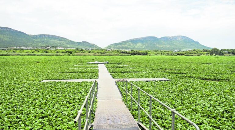 How the Bioeconomy is Revolutionizing Agriculture in Kenya: The AGriKilimo Way
